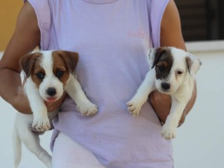 Jack Russell terrier