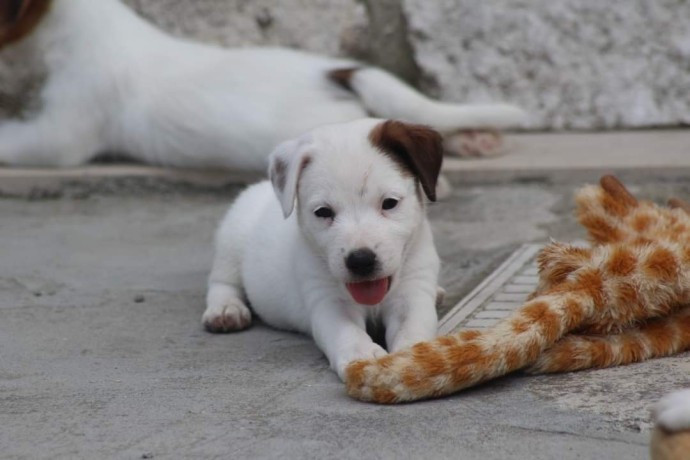 jack-russell-terrier-big-3