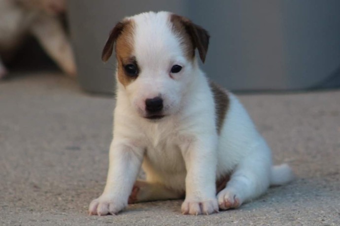 jack-russell-terrier-big-1