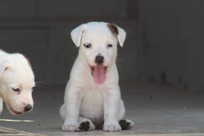 jack-russell-terrier-big-2