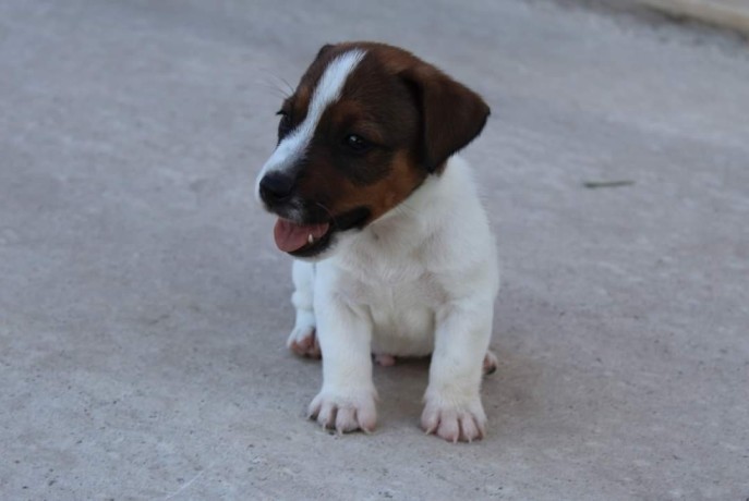 jack-russell-terrier-big-4