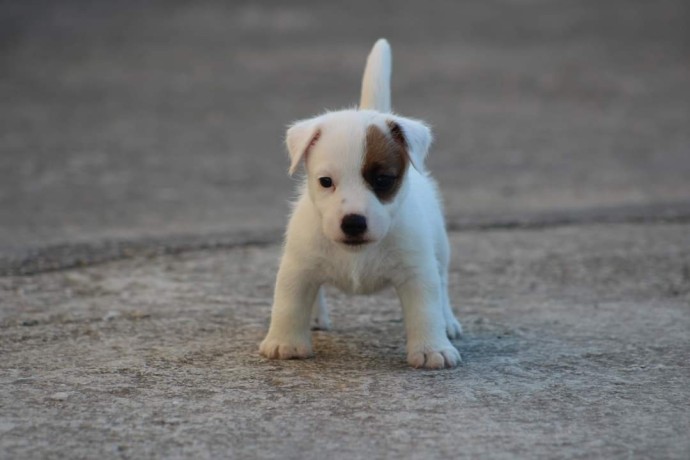 jack-russell-terrier-big-5