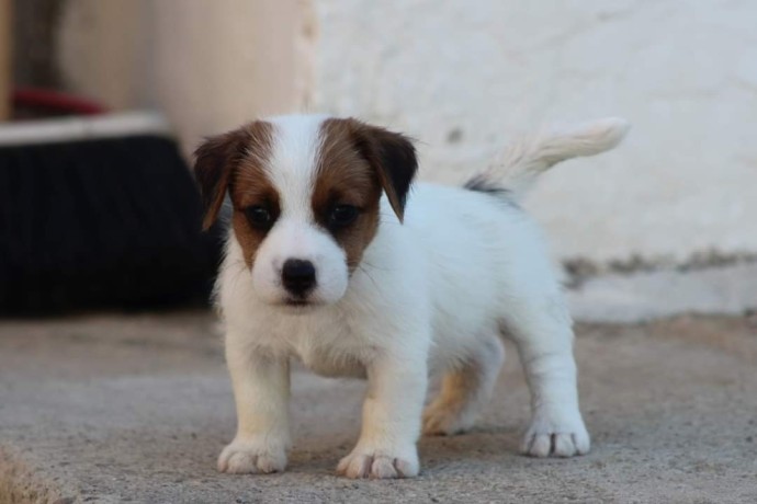 jack-russell-terrier-big-6