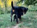 cucciola-rottweiler-con-pedigree-small-1