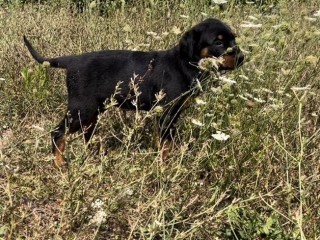 Cucciola Rottweiler con pedigree