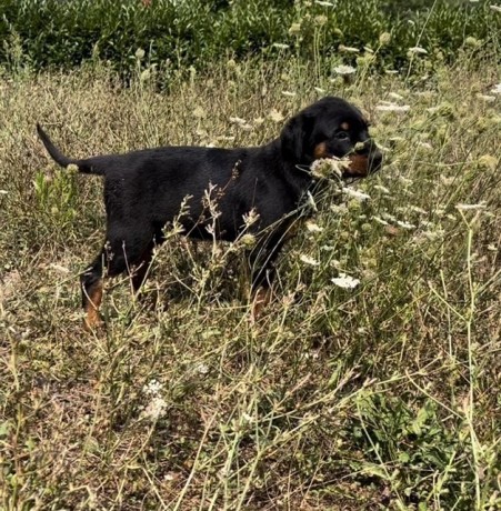 cucciola-rottweiler-con-pedigree-big-0