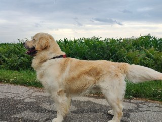 Stallone di Golden Retriever disponibile per monte