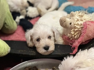 Schnauzer nano bianco