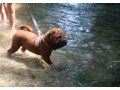 cucciola-shar-pei-small-3