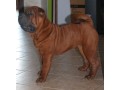 cucciola-shar-pei-small-2