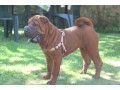 cucciola-shar-pei-small-0