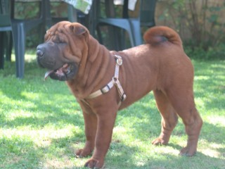 Cucciola shar pei