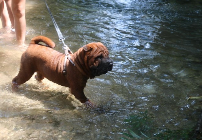 cucciola-shar-pei-big-3