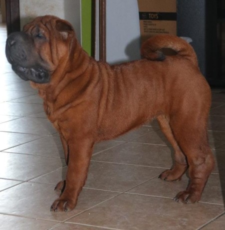 cucciola-shar-pei-big-2