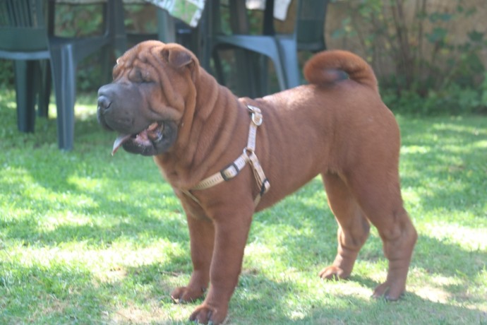 cucciola-shar-pei-big-0