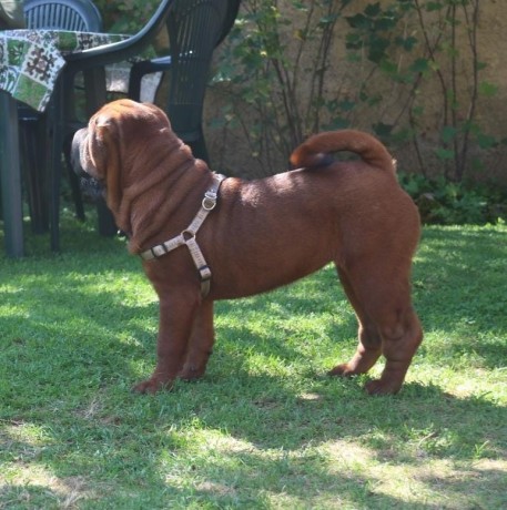 cucciola-shar-pei-big-1