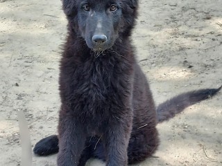 Cucciola pastore tedesco pelo lungo total black