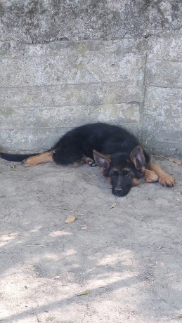 cucciola-pastore-tedesco-pelo-corto-nero-focato-3-mesi-big-1