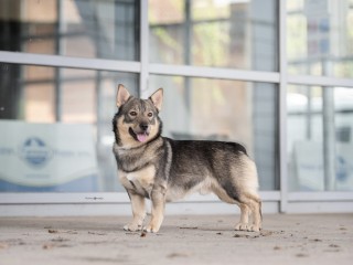 Allevamento riconosciuto ENCI,FCI del Vastgotaspets ( primo in italia), bassotto nano pelo lungo e maine coon