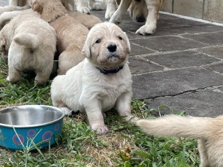 Golden Retriever Cuccioli