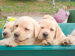 CUCCIOLI DI LABRADOR RETRIEVER GIALLI