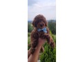 cuccioli-barboncino-rosso-pedigree-enci-small-2