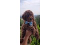 cuccioli-barboncino-rosso-pedigree-enci-small-0