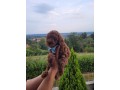 cuccioli-barboncino-rosso-pedigree-enci-small-3