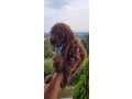 cuccioli-barboncino-rosso-pedigree-enci-small-1