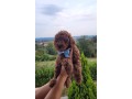 cuccioli-barboncino-rosso-pedigree-enci-small-4