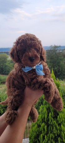 cuccioli-barboncino-rosso-pedigree-enci-big-2