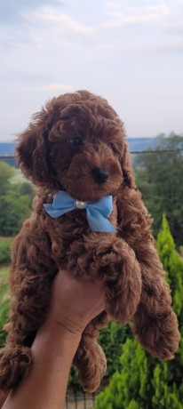 cuccioli-barboncino-rosso-pedigree-enci-big-0