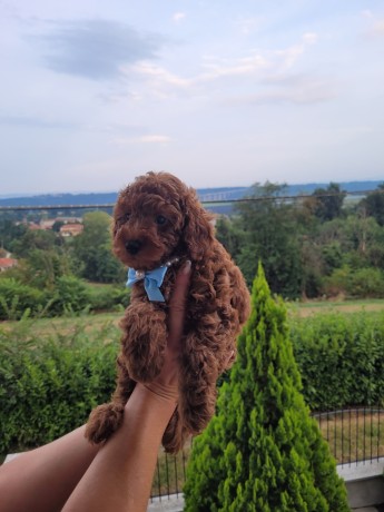 cuccioli-barboncino-rosso-pedigree-enci-big-3