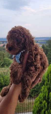 cuccioli-barboncino-rosso-pedigree-enci-big-1