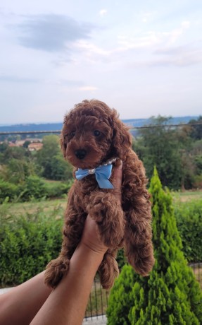 cuccioli-barboncino-rosso-pedigree-enci-big-4