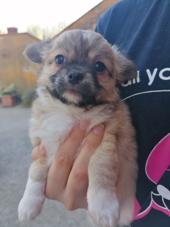 chihuahua-cuccioli-big-1