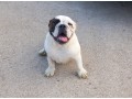 bulldog-inglese-small-4