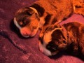 bovaro-del-bernese-cuccioli-disponibili-small-7