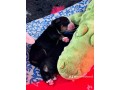 bovaro-del-bernese-cuccioli-disponibili-small-4