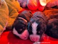 bovaro-del-bernese-cuccioli-disponibili-small-3