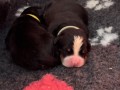 bovaro-del-bernese-cuccioli-disponibili-small-1