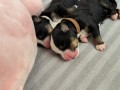 bovaro-del-bernese-cuccioli-disponibili-small-0