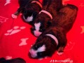 bovaro-del-bernese-cuccioli-disponibili-small-5