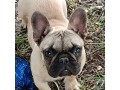 cuccioli-bulldog-francese-small-0