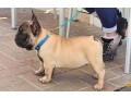 cuccioli-bulldog-francese-small-3