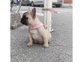 cuccioli-bulldog-francese-small-1