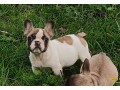 cuccioli-bulldog-francese-small-2