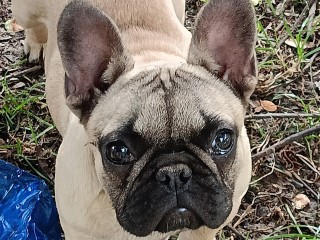 Cuccioli bulldog francese