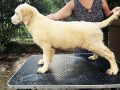 cuccioli-di-golden-retriever-linea-inglese-small-4