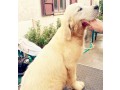 cuccioli-di-golden-retriever-linea-inglese-small-6